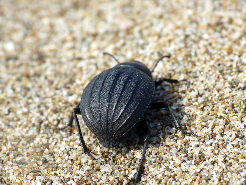 Pimelie maremmane: Pimelia bipunctata