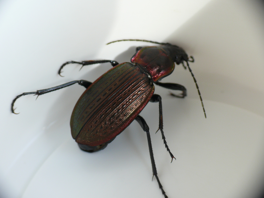 Carabus morbillosus