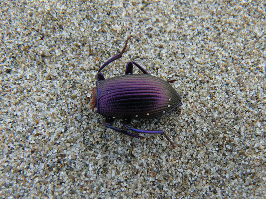 Mezzo coleottero viola metallizzato (Helops sp.)