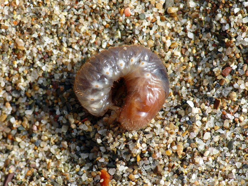 larva di Scarabaeoidea