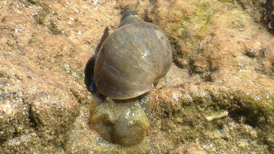 Rospetto da identificare - Rana temporaria