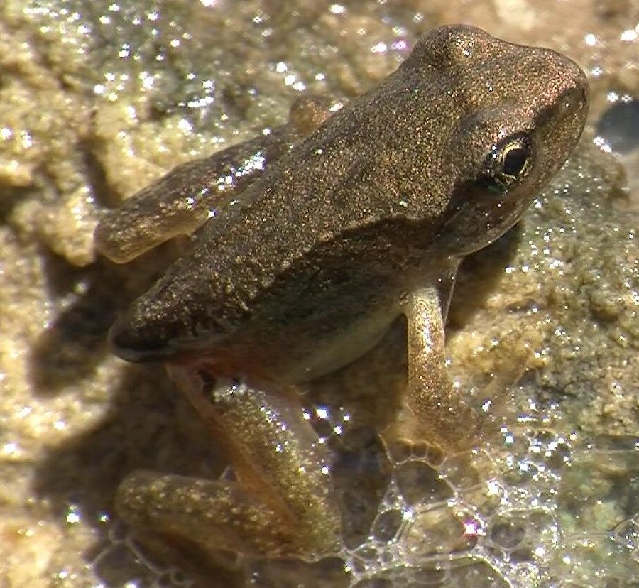 Rospetto da identificare - Rana temporaria