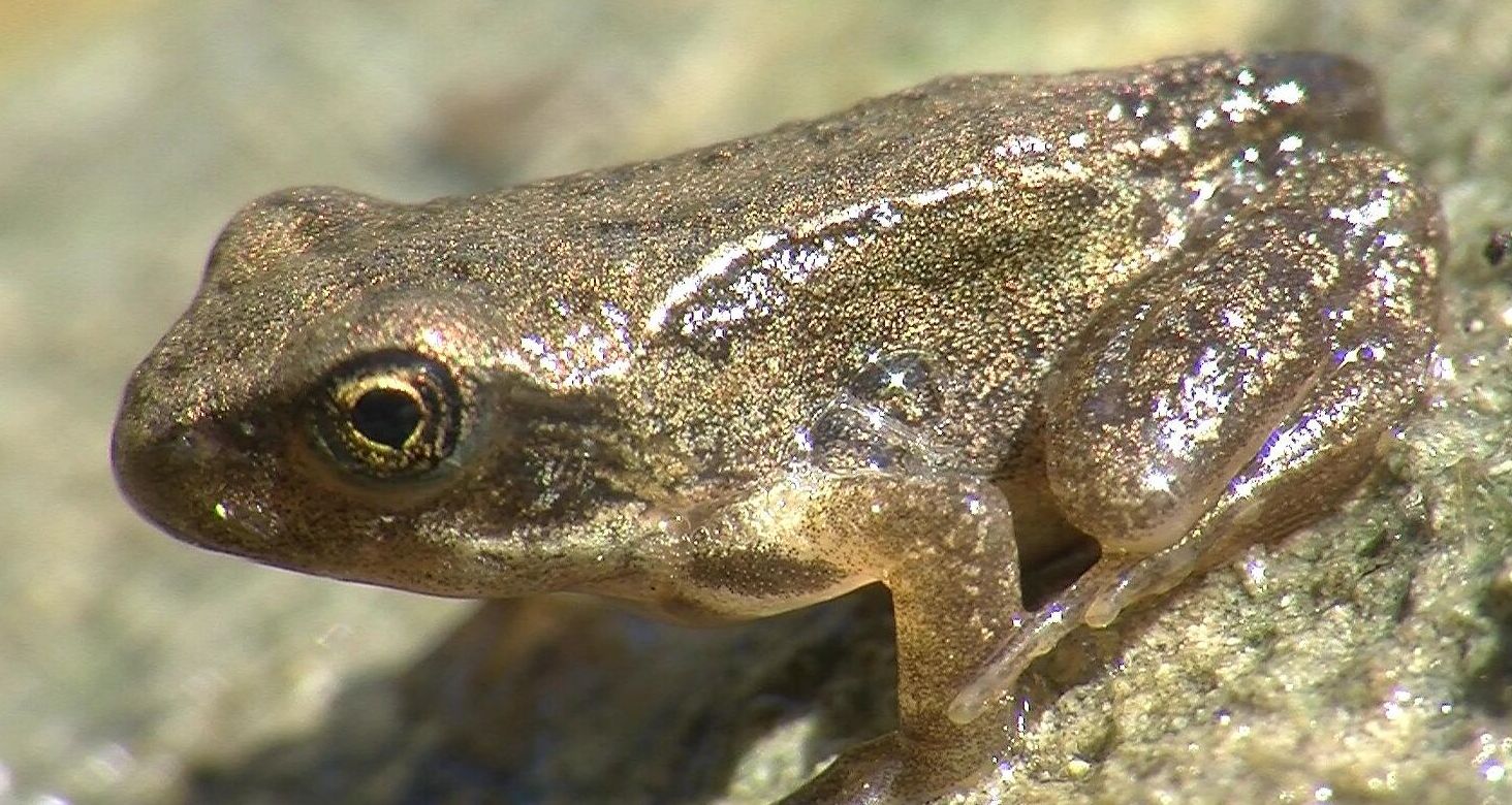 Rospetto da identificare - Rana temporaria