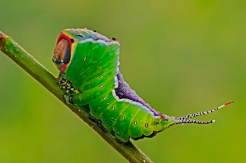 Bruco da identificare - Cerura (Cerura) vinula larva