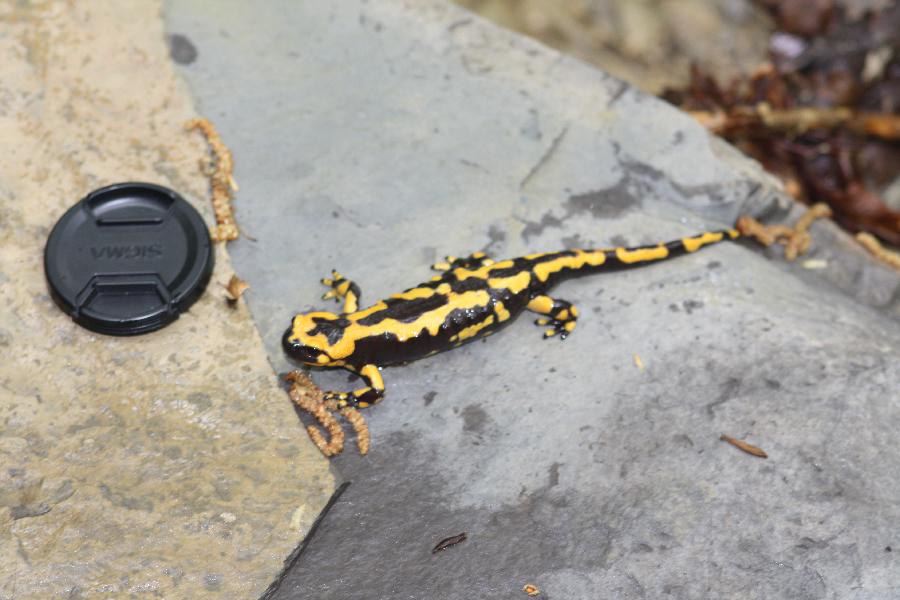 Salamandra Pezzata