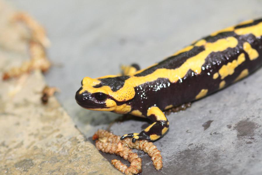 Salamandra Pezzata