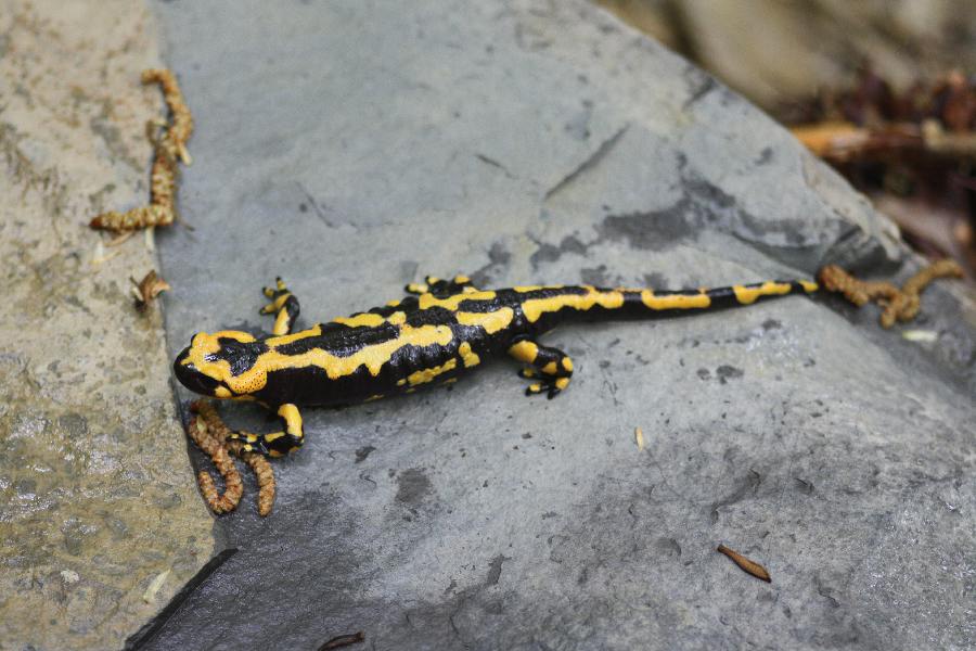 Salamandra Pezzata