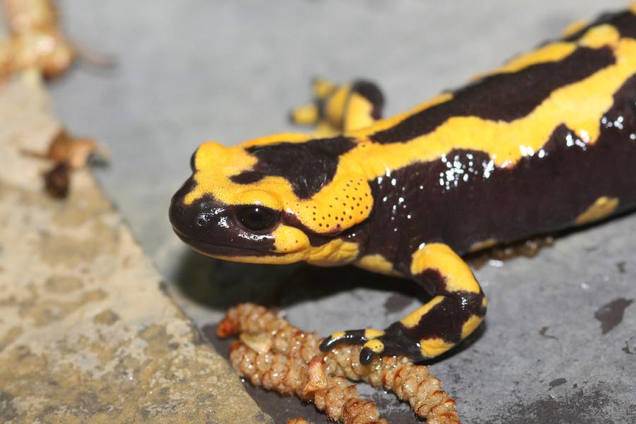 Salamandra Pezzata