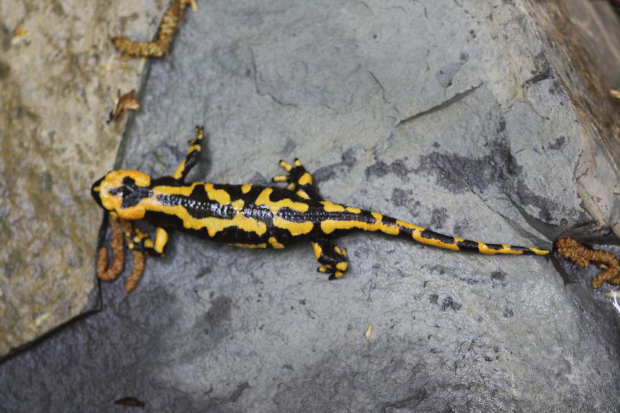 Salamandra Pezzata