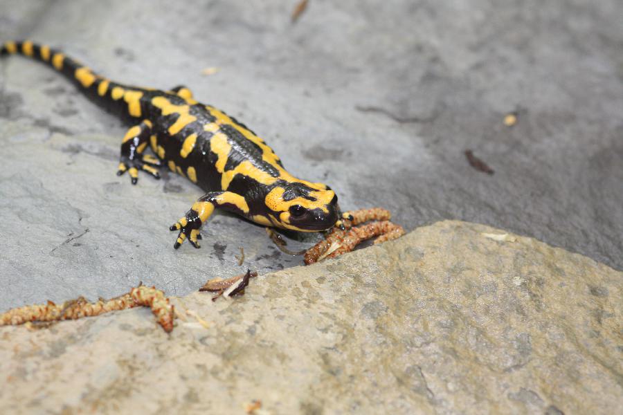 Salamandra Pezzata