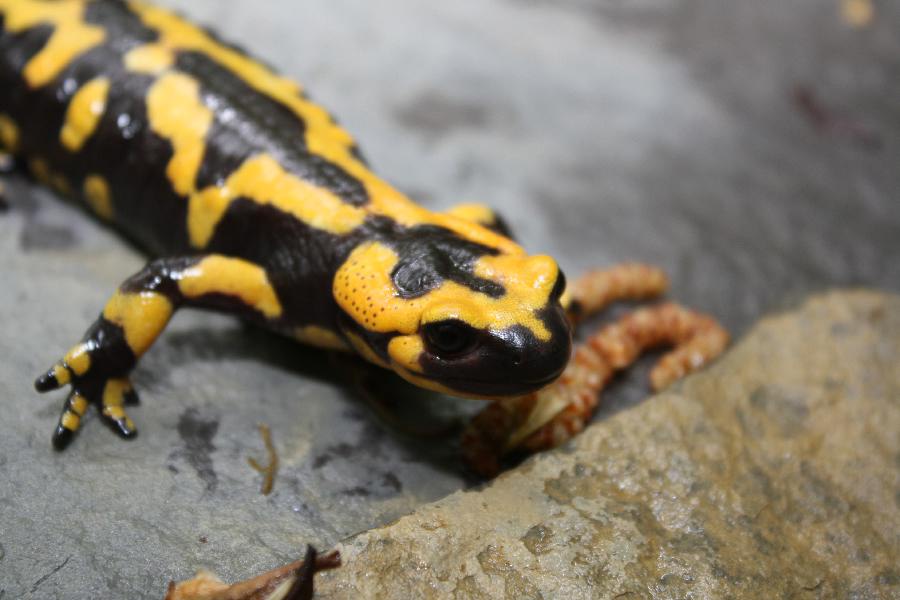 Salamandra Pezzata