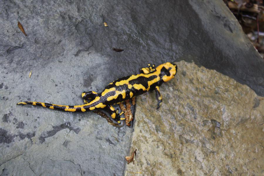 Salamandra Pezzata