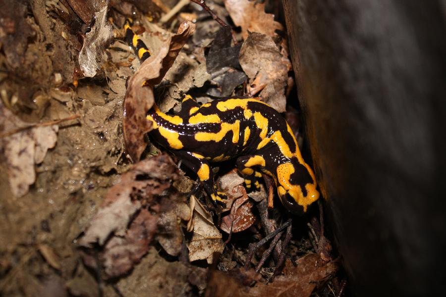 Salamandra Pezzata