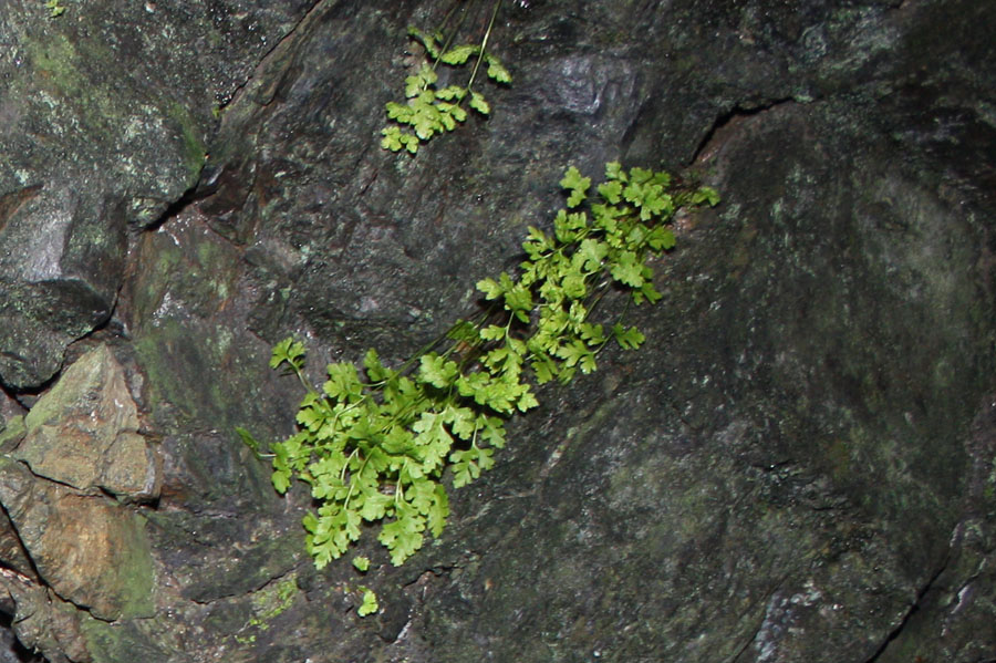 cfr. Anogramma leptophylla