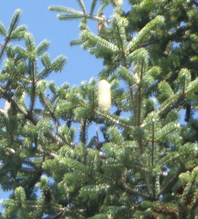 Che conifera ? Abies alba