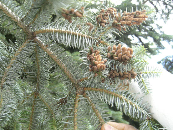 Che conifera ? Abies alba