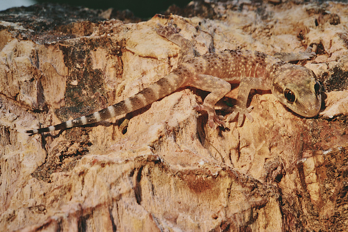 Isola d''Elba  : Tarantolino? Macch, Hemidactylus turcicus