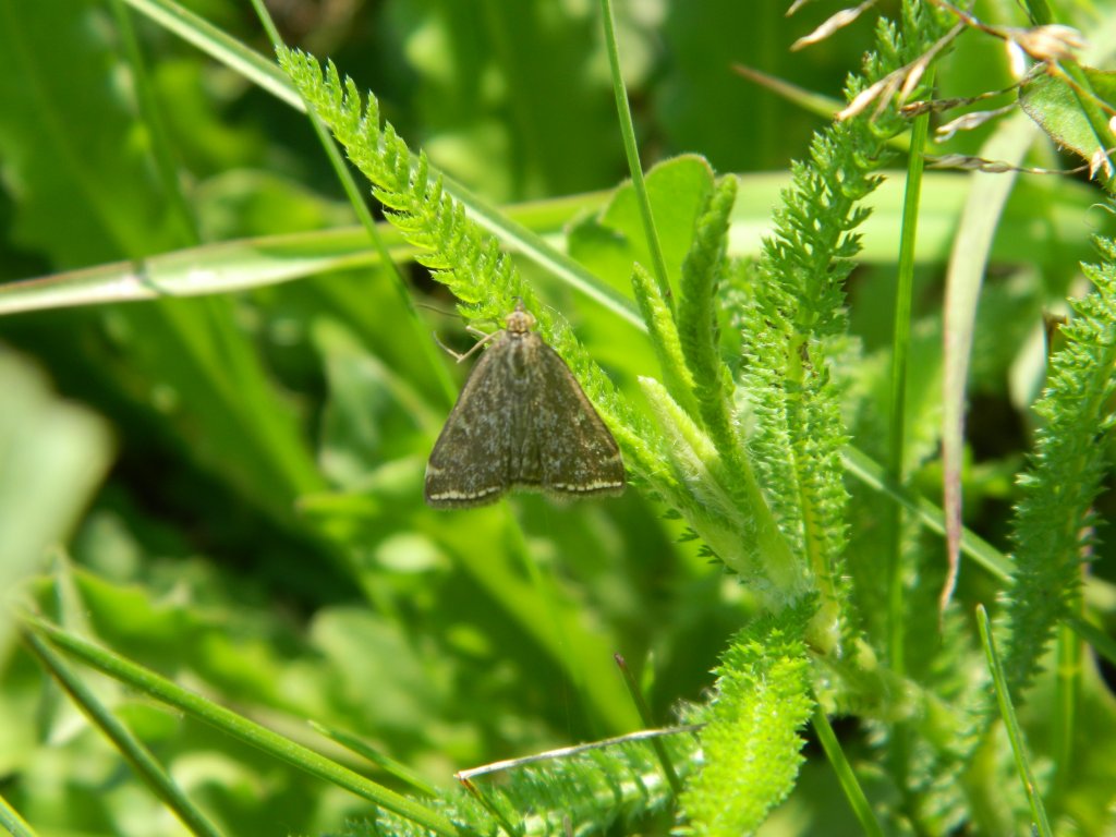 Richiesta identificazione ed incontri  odierni