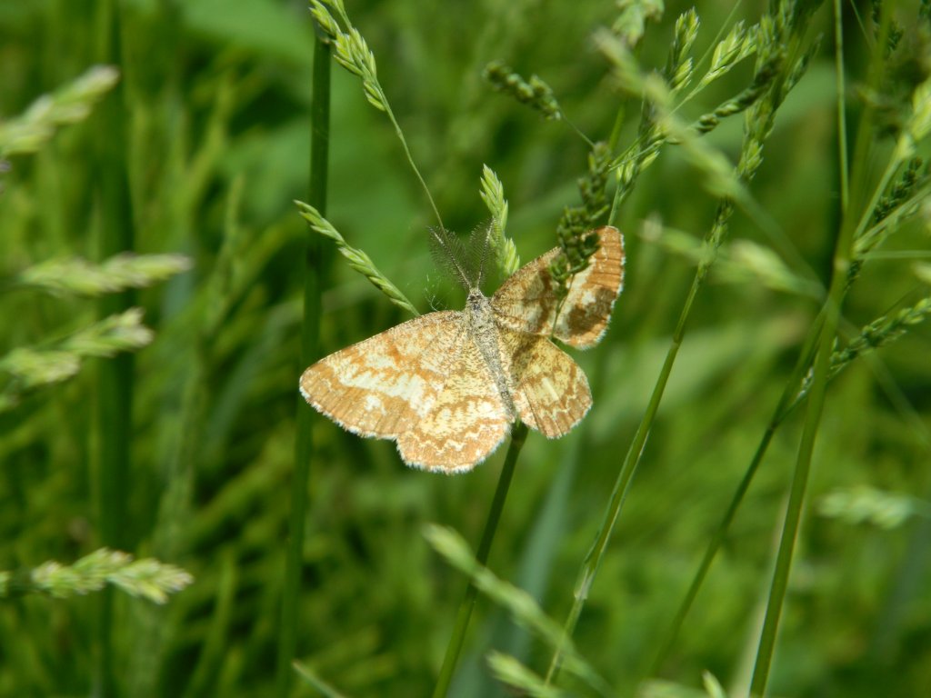 Richiesta identificazione ed incontri  odierni