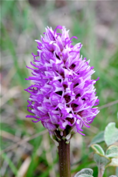 Chiarimento su O. simia, militaris, purpurea e ibridi