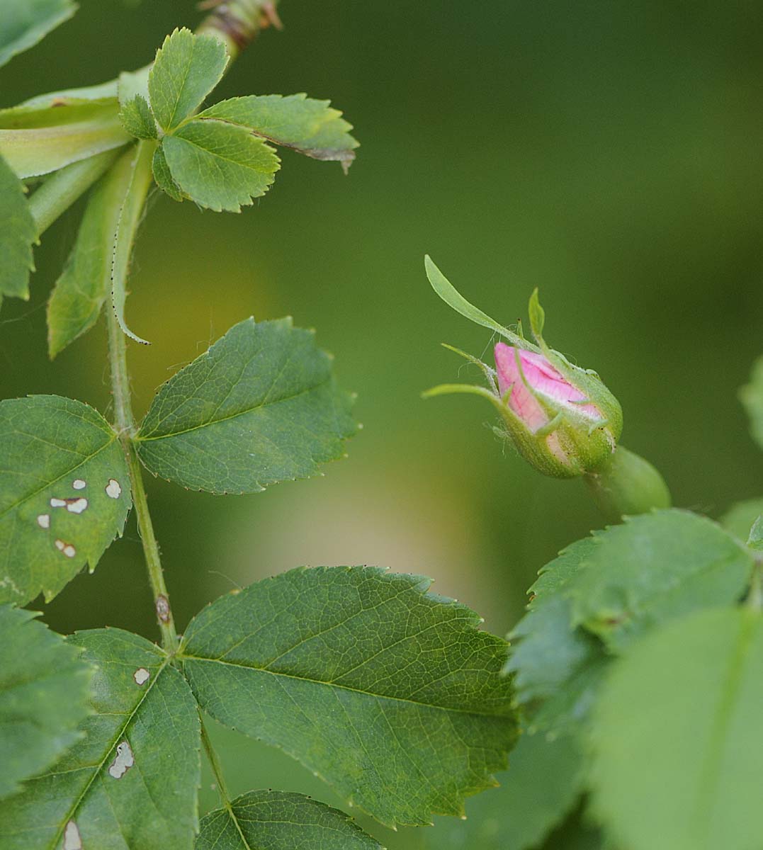 Rosa canina / Rosa canina