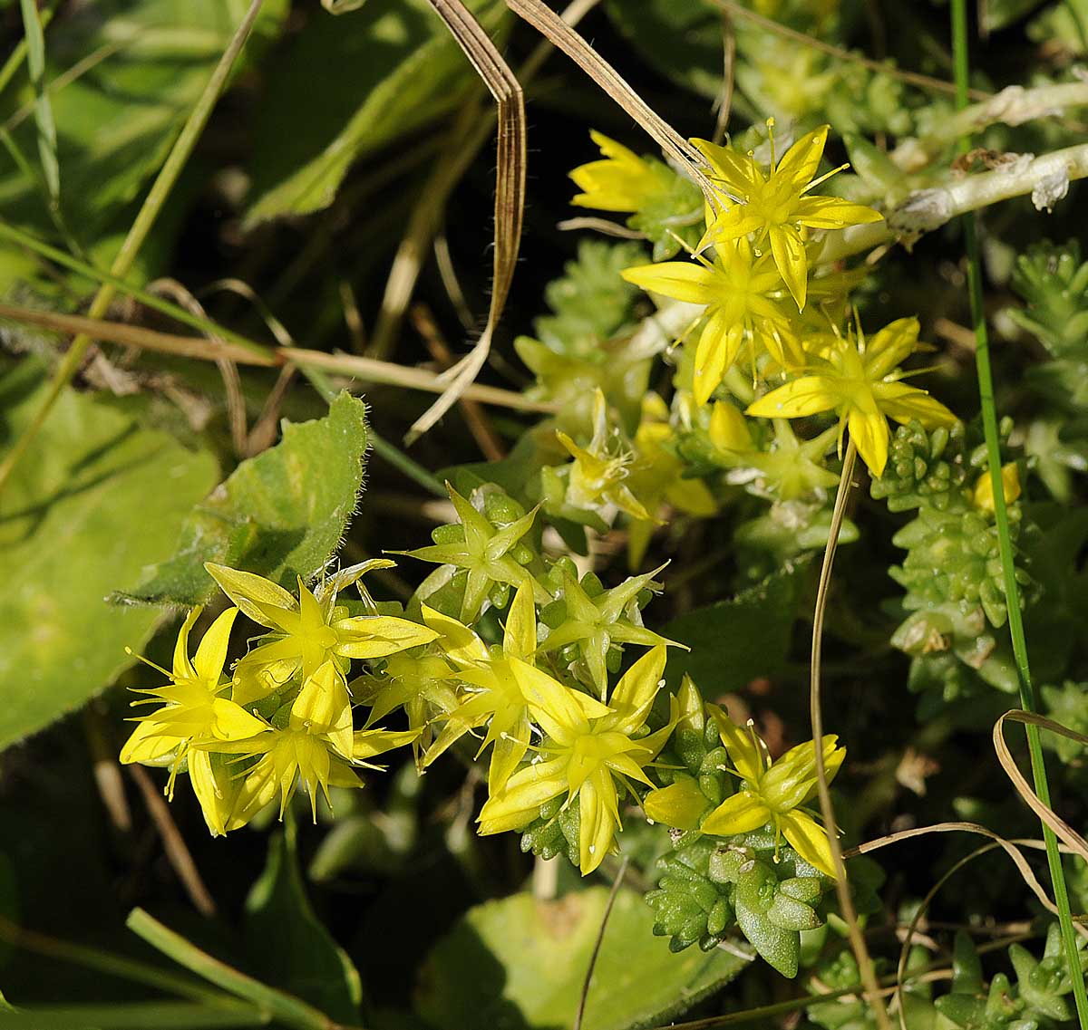 Sedum sexangulare / Borracina insipida