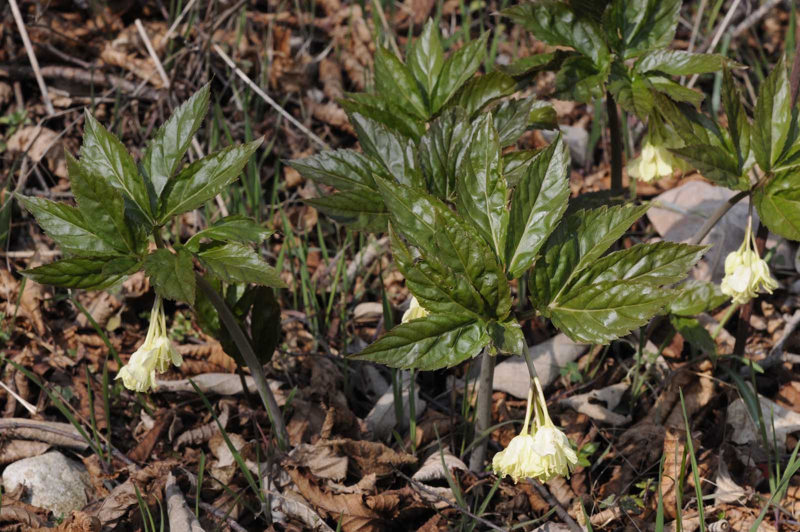 Cardamine enneaphyllos