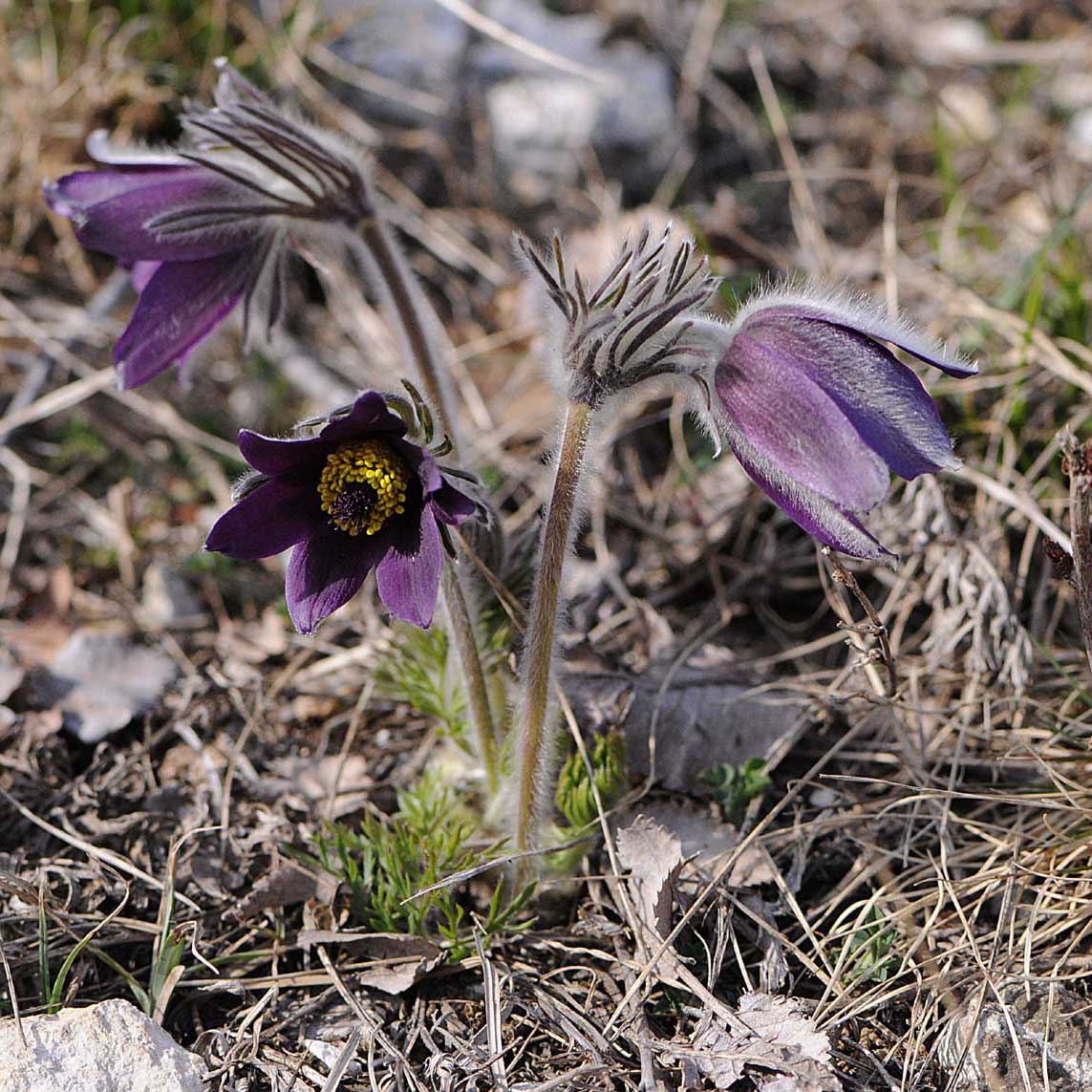 Pulsatilla montana / Anemone montana