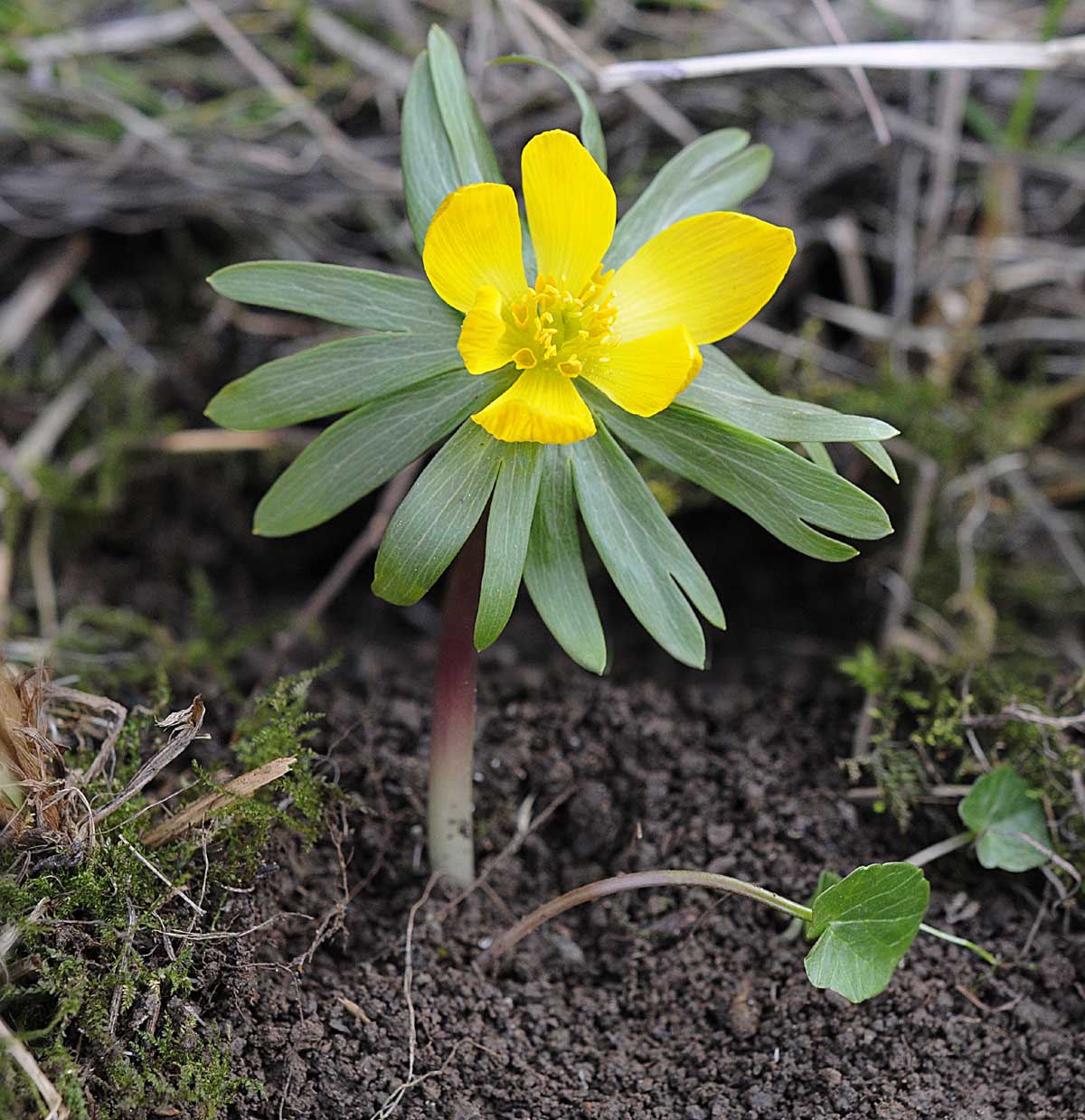 Eranthis hyemalis