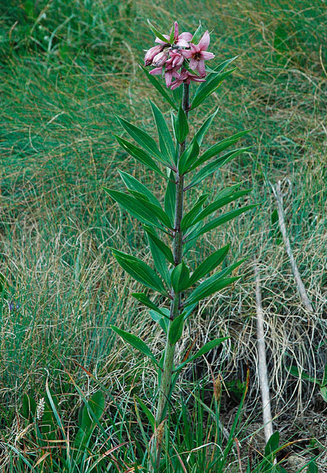 Lilium Martagon