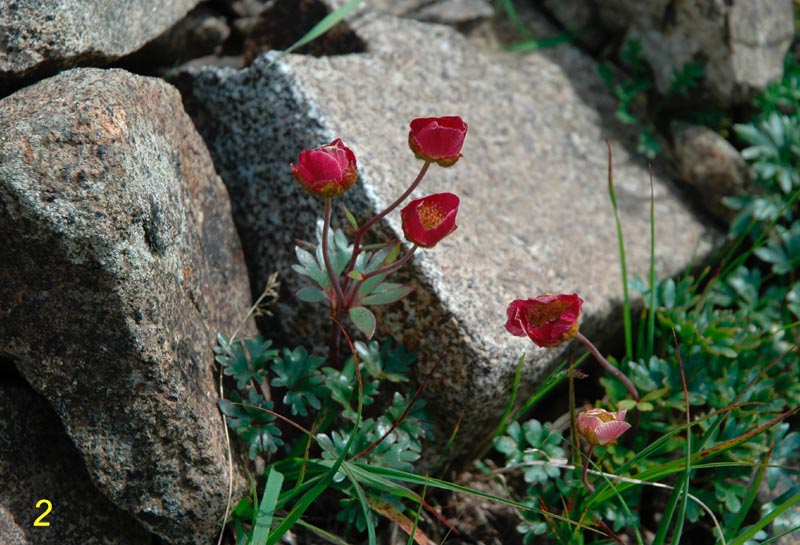 Ranunculus glacialis / Ranuncolo dei ghiacciai