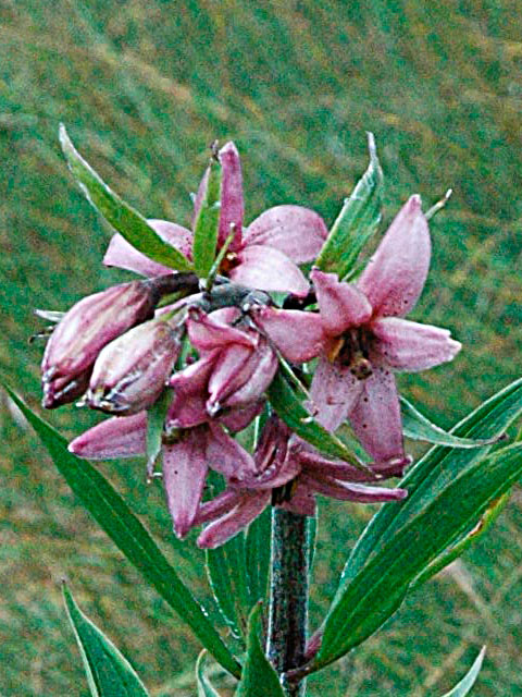 Lilium Martagon