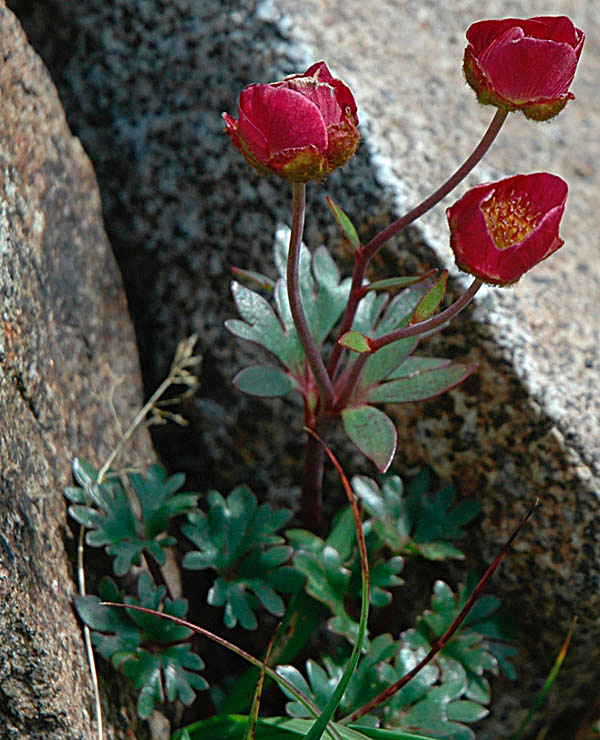 Ranunculus glacialis / Ranuncolo dei ghiacciai