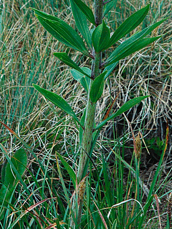 Lilium Martagon