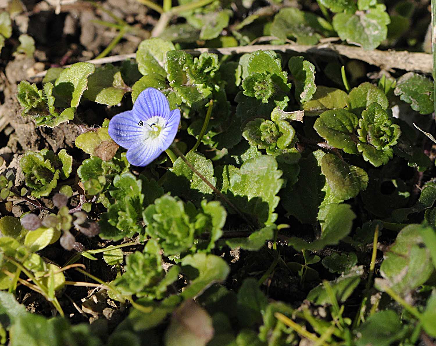 Veronica persica / Veronica di Persia