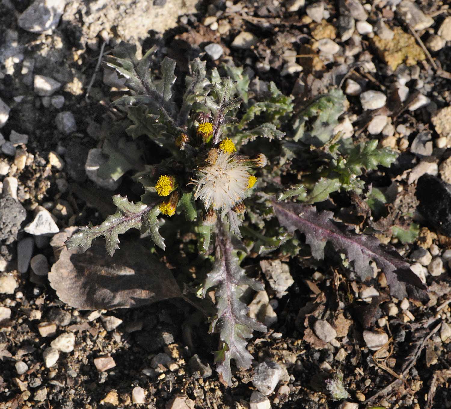 Senecio vulgaris