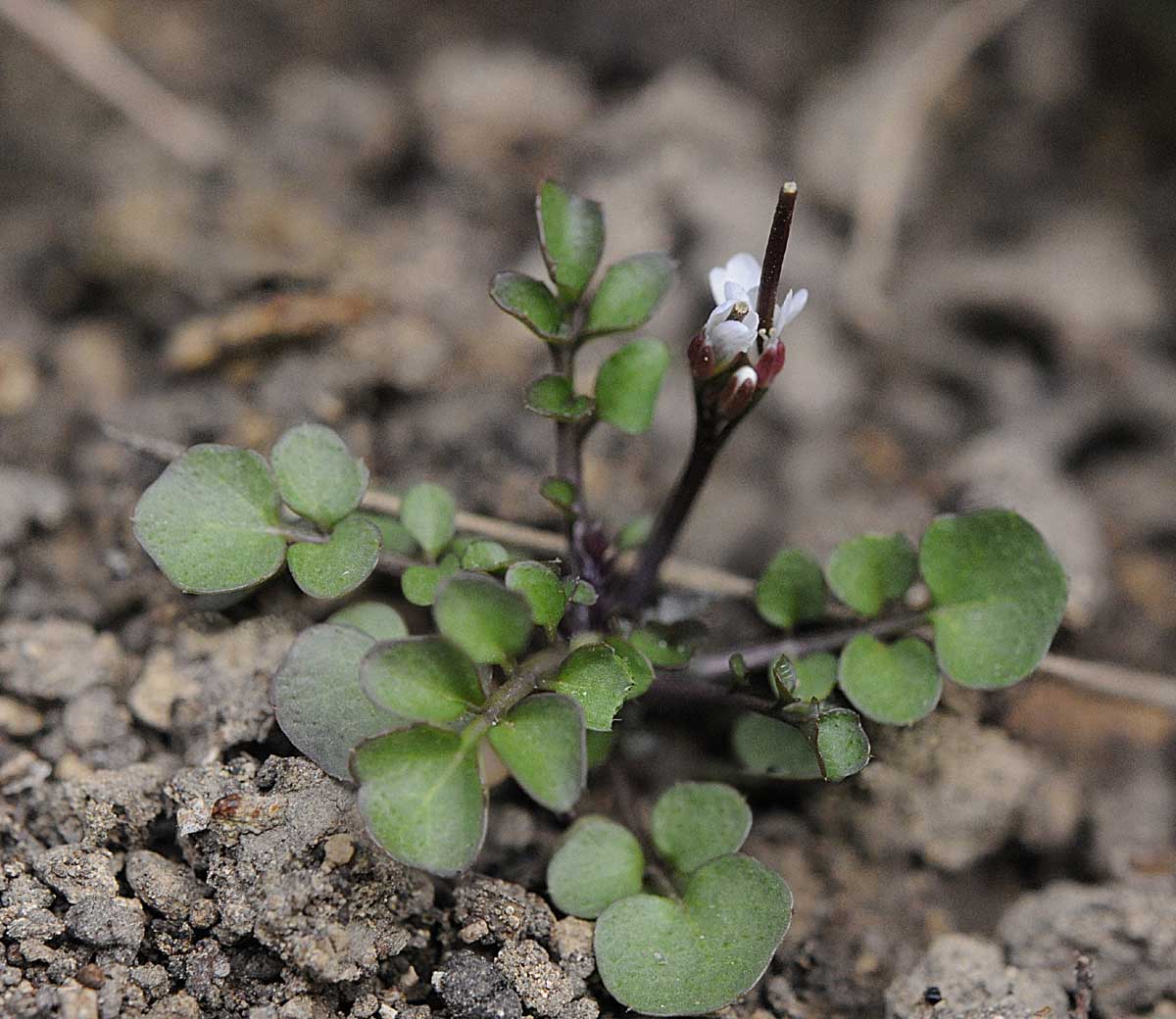 Cardamine hirsuta / Billeri primaticcio