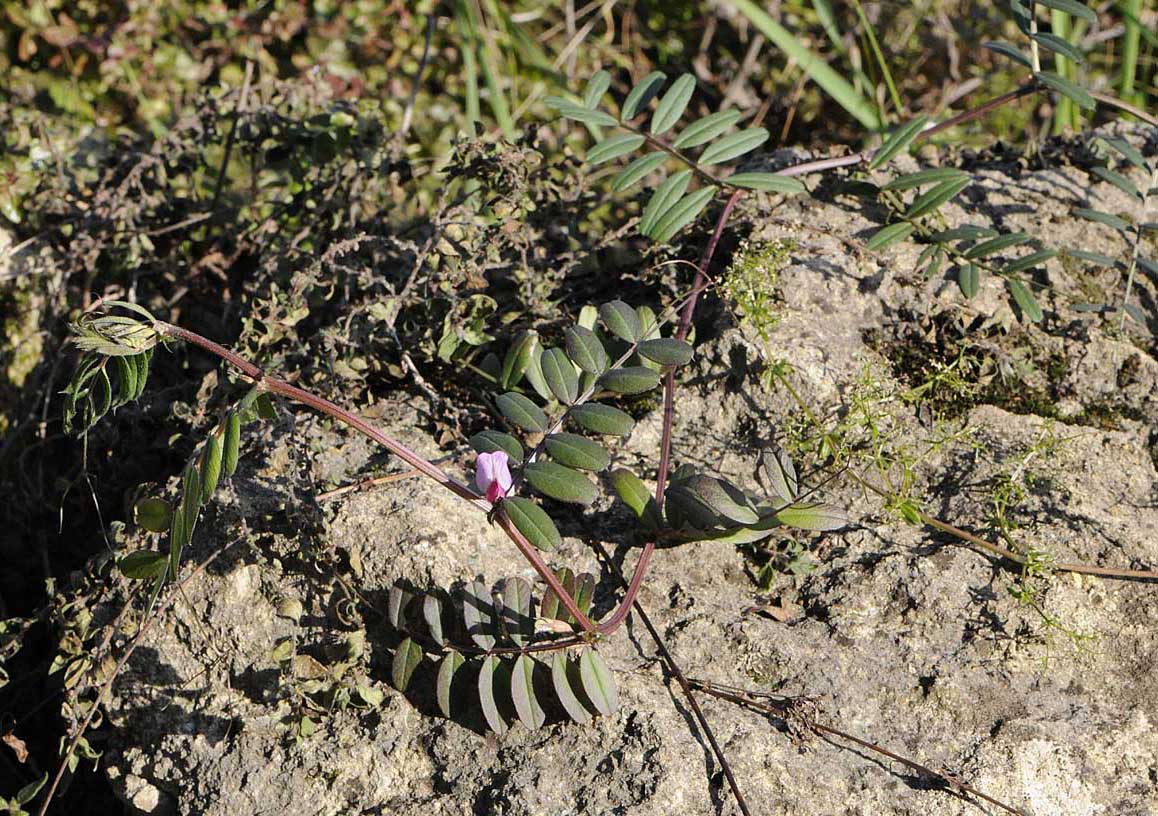 Vicia sativa s.l.