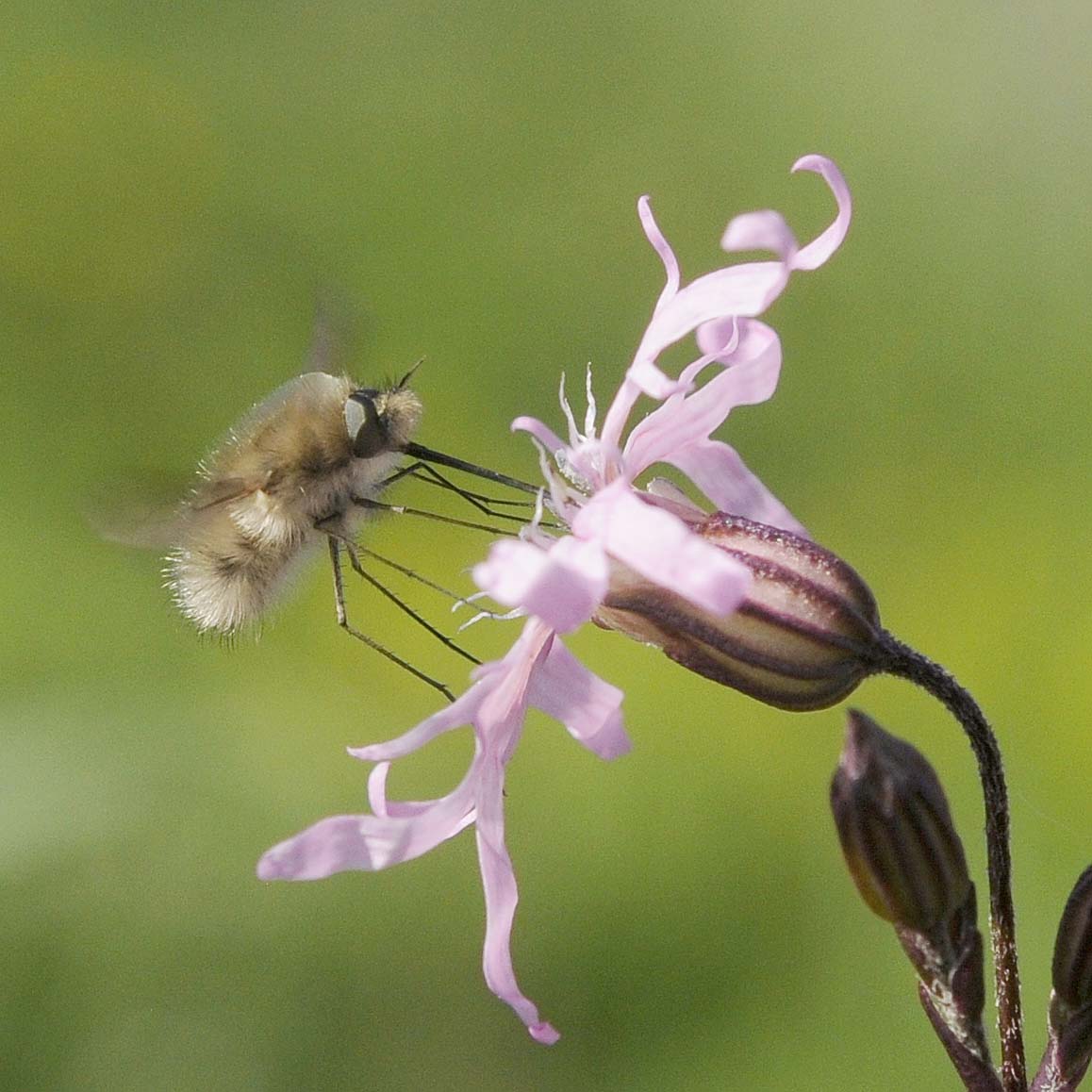 Insetto su silene flos cucoli