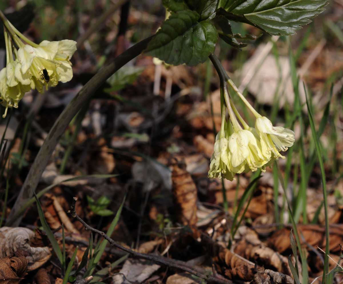 Cardamine enneaphyllos