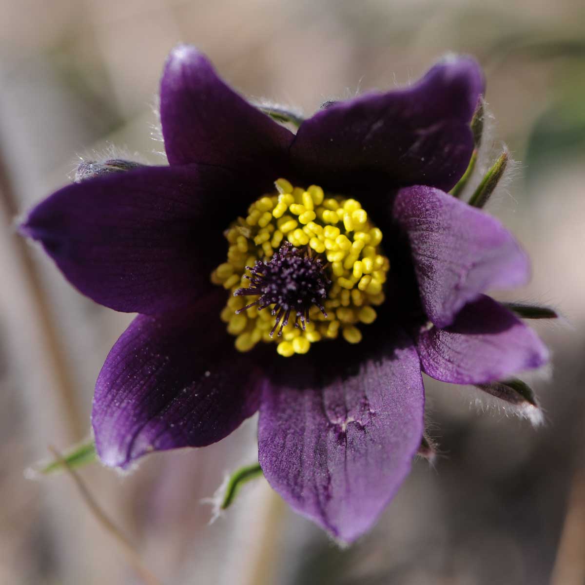 Pulsatilla montana / Anemone montana