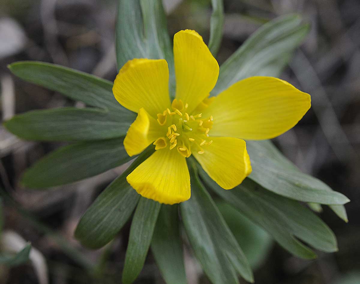 Eranthis hyemalis