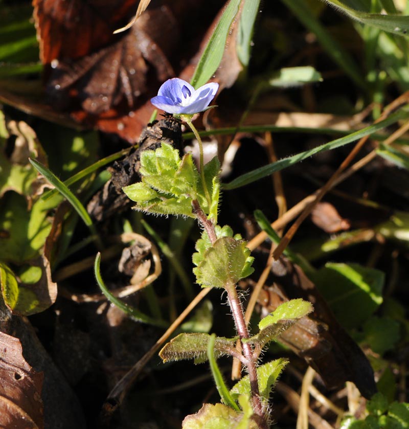 Veronica persica / Veronica di Persia