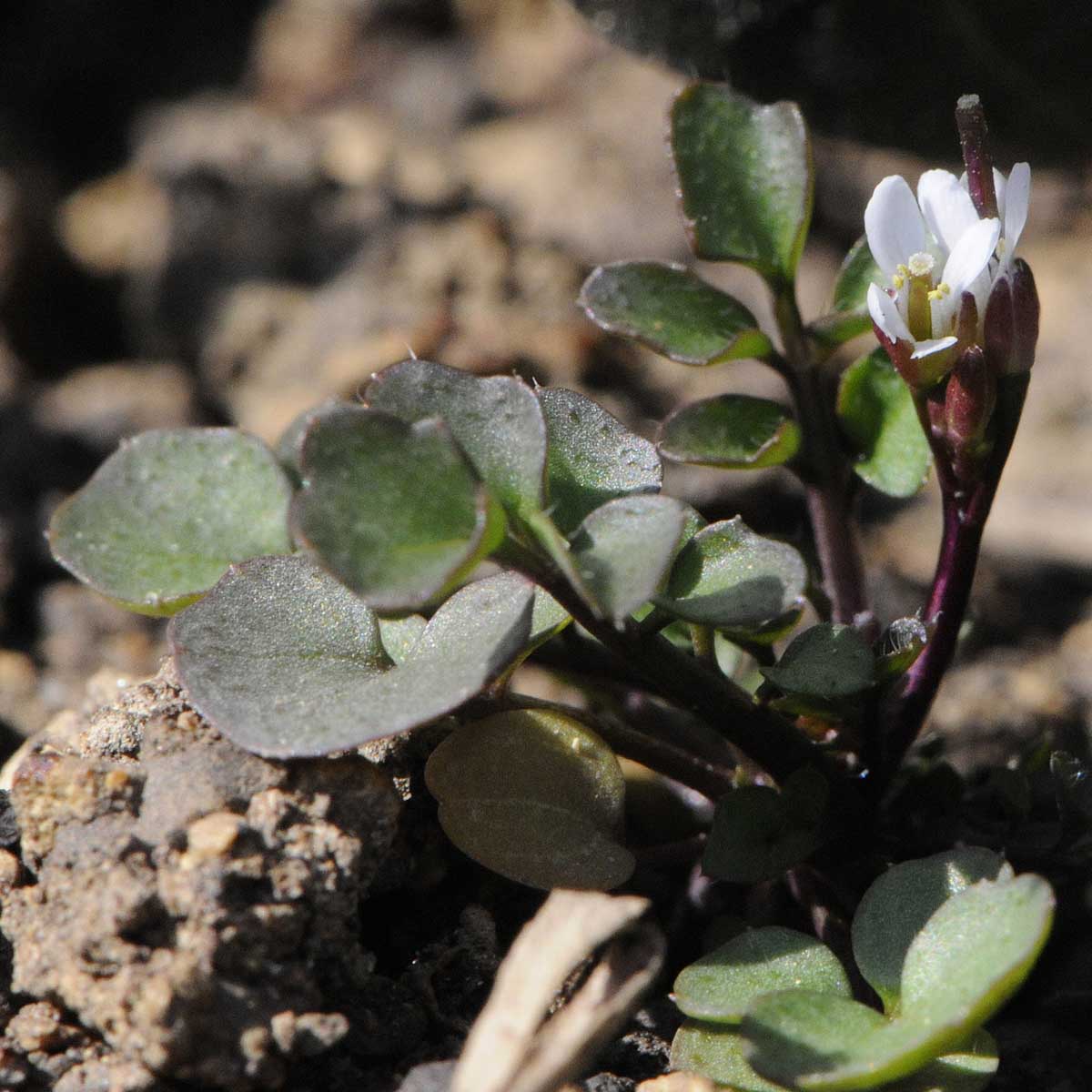 Cardamine hirsuta / Billeri primaticcio