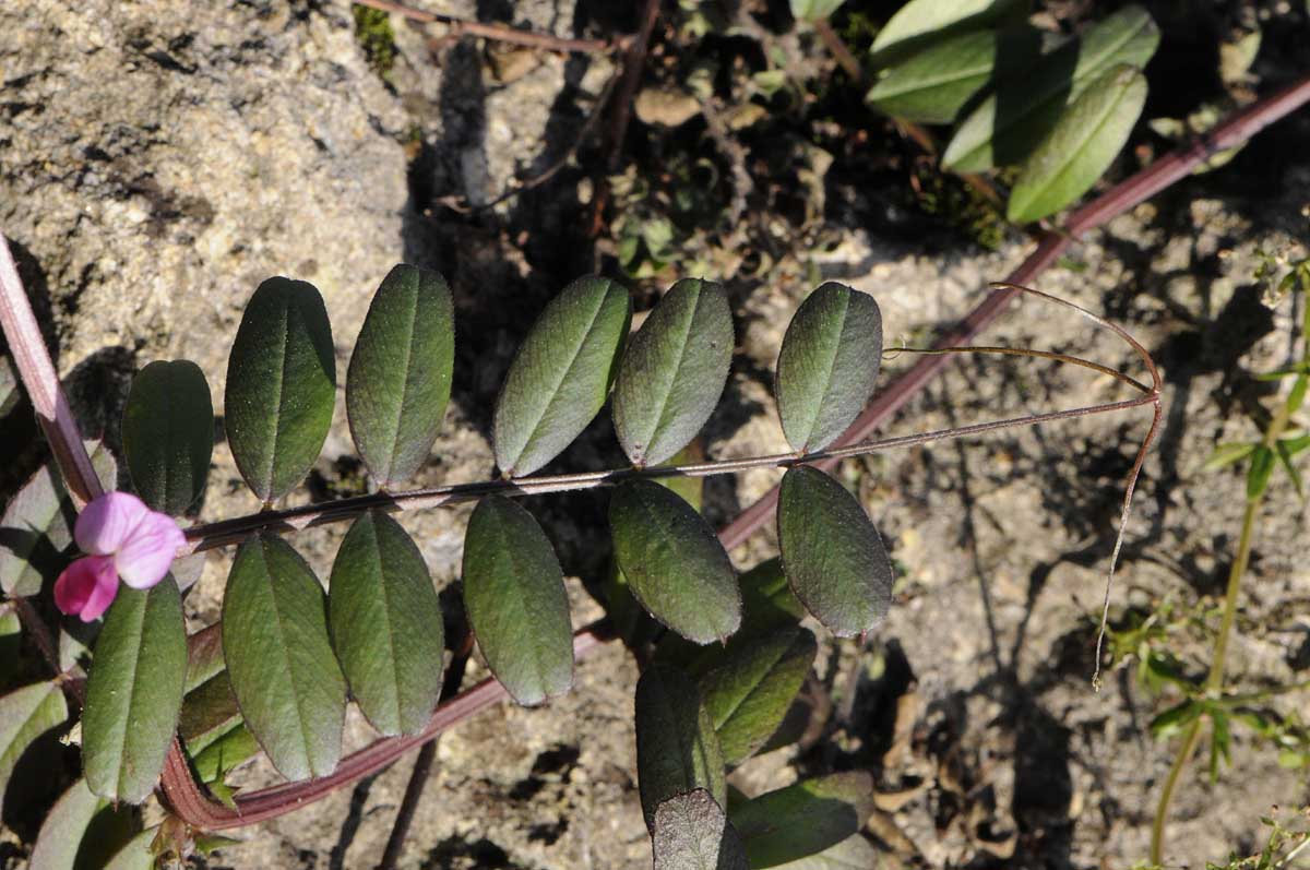 Vicia sativa s.l.