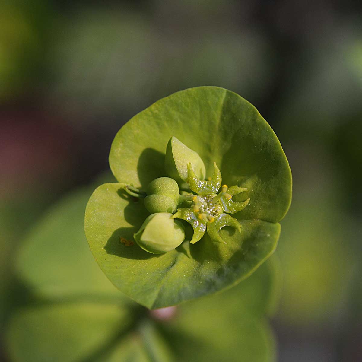 Euphorbia amygdaloides L.