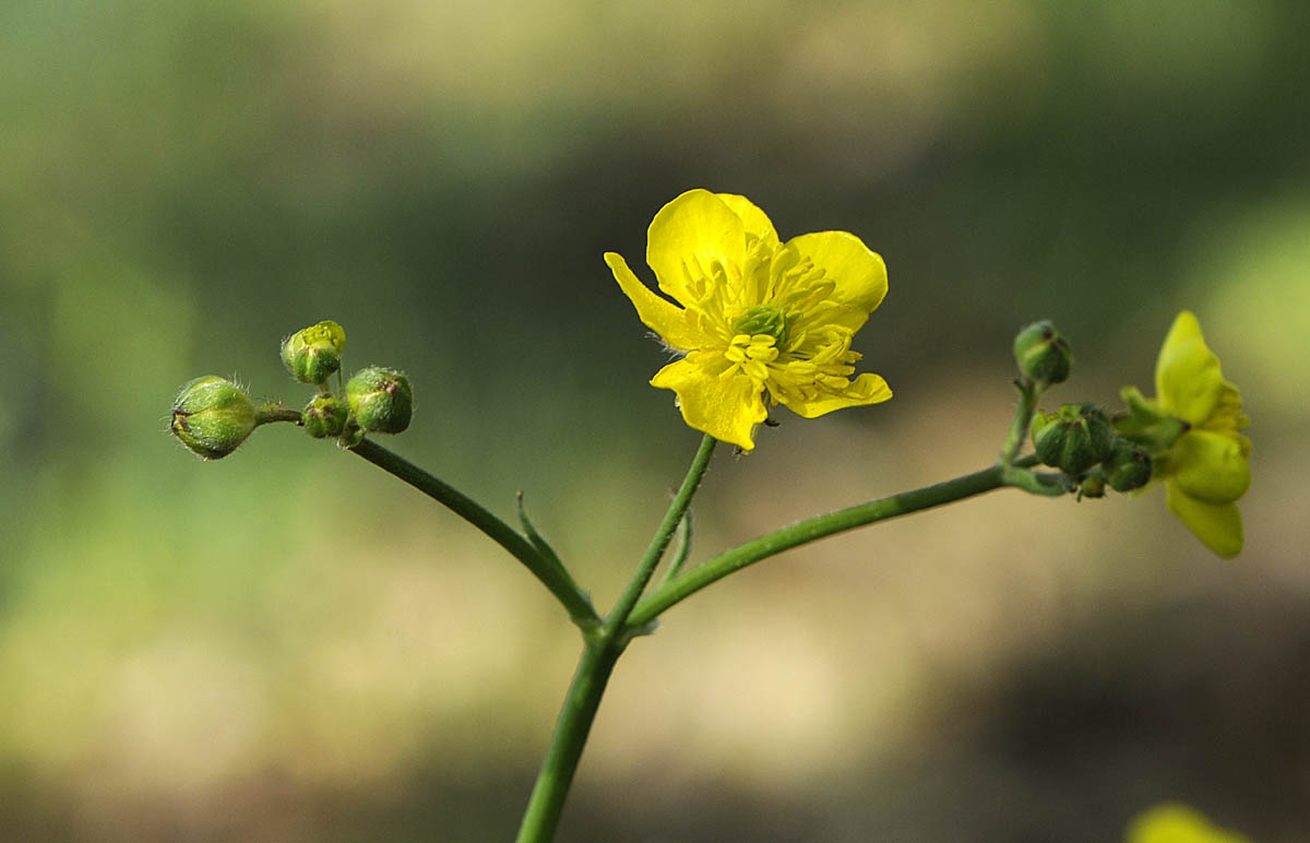 Ranunculus velutinus / Ranuncolo vellutato