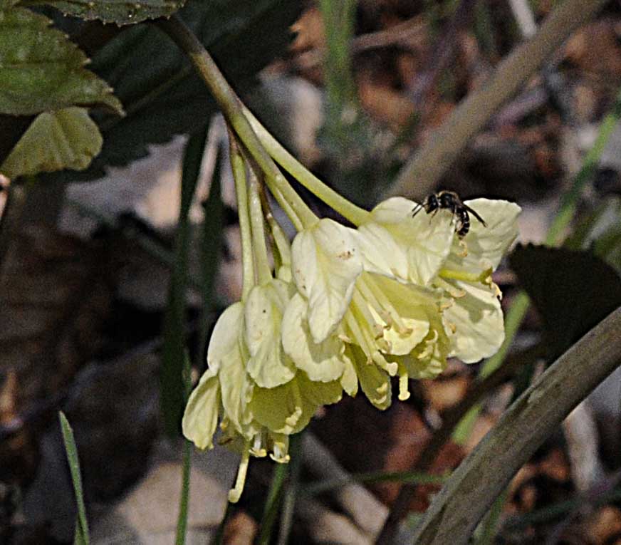 Cardamine enneaphyllos