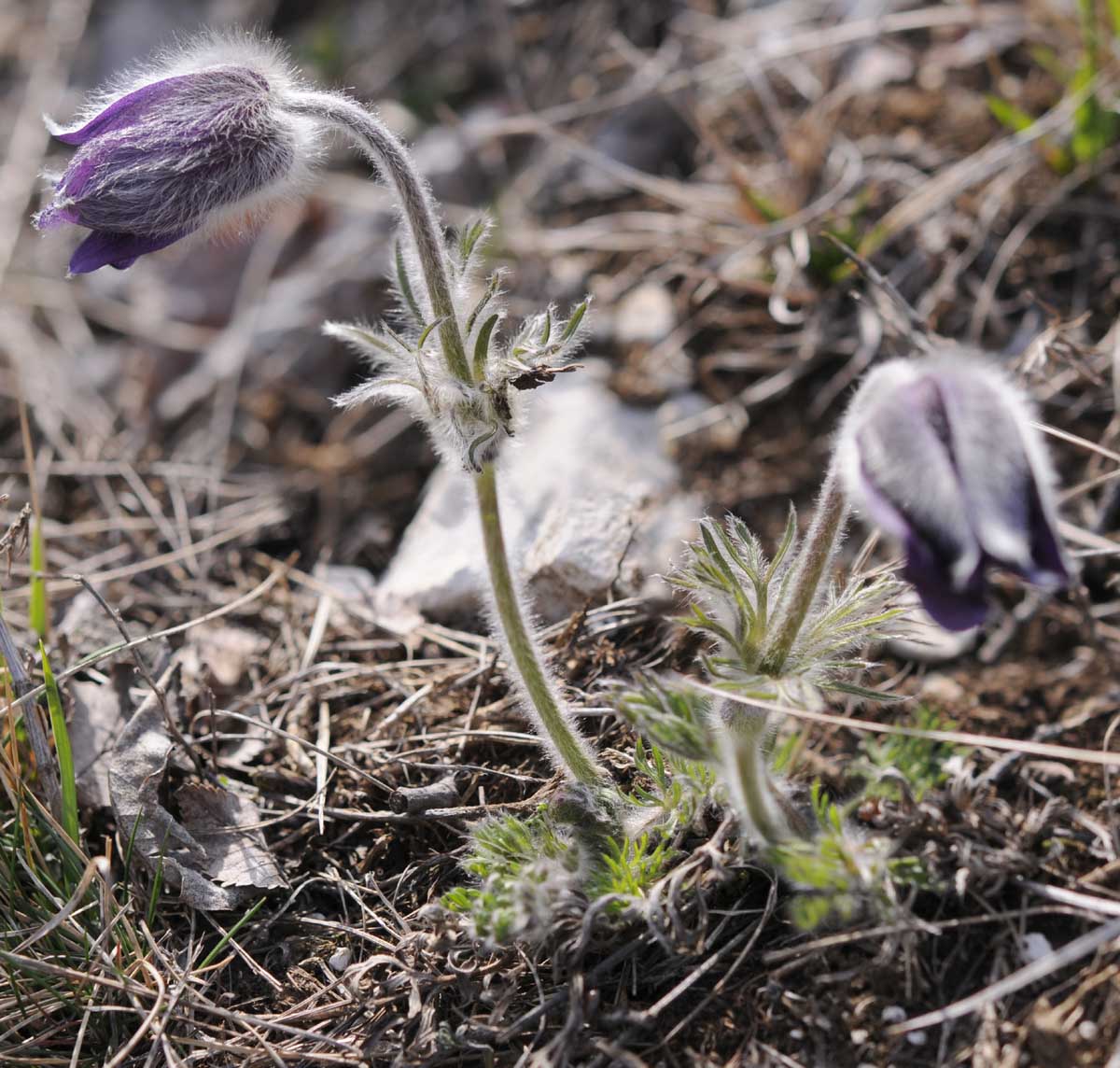 Pulsatilla montana / Anemone montana