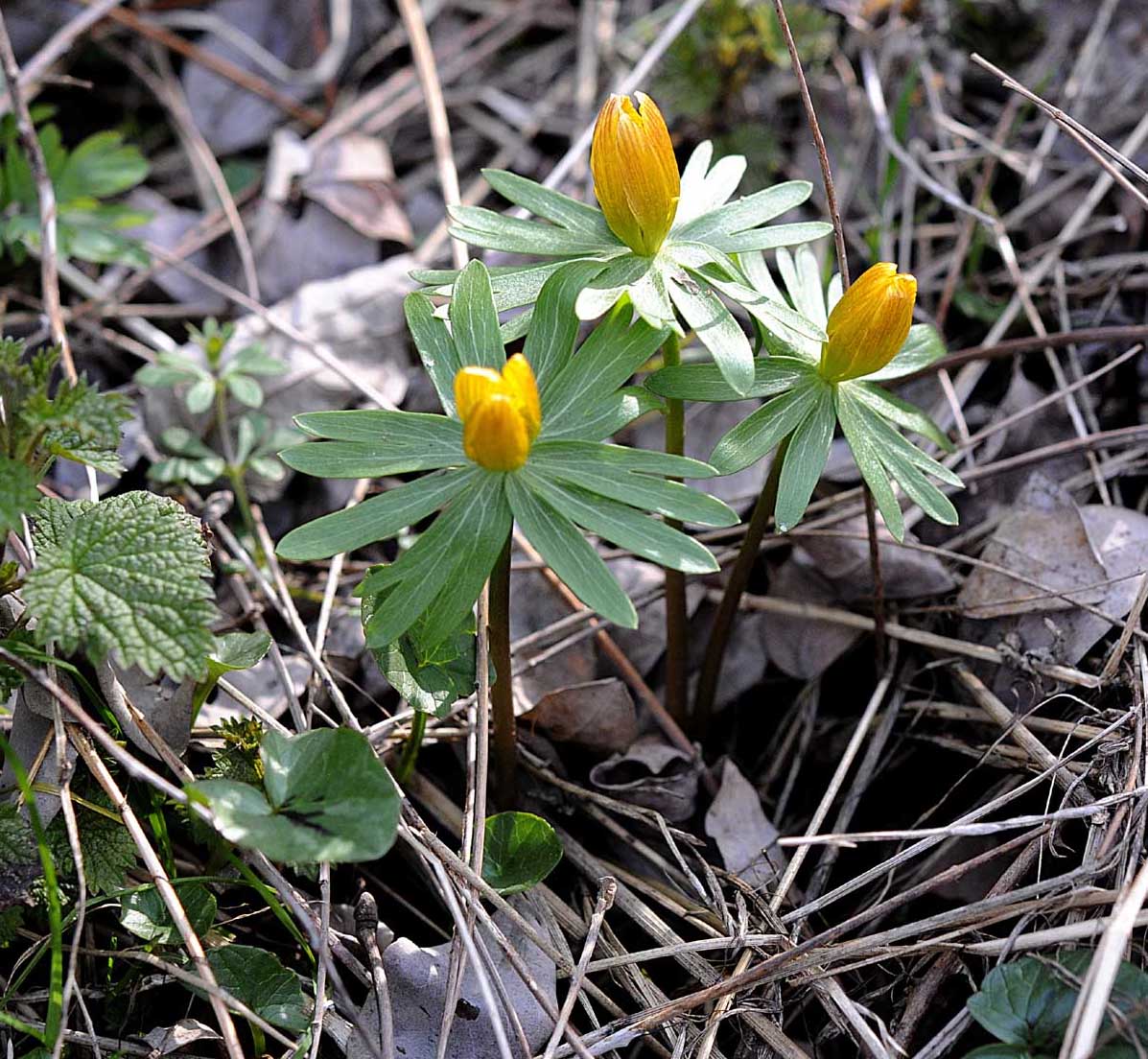 Eranthis hyemalis